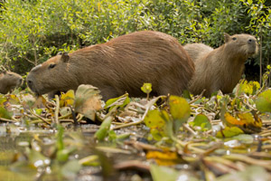 capybara